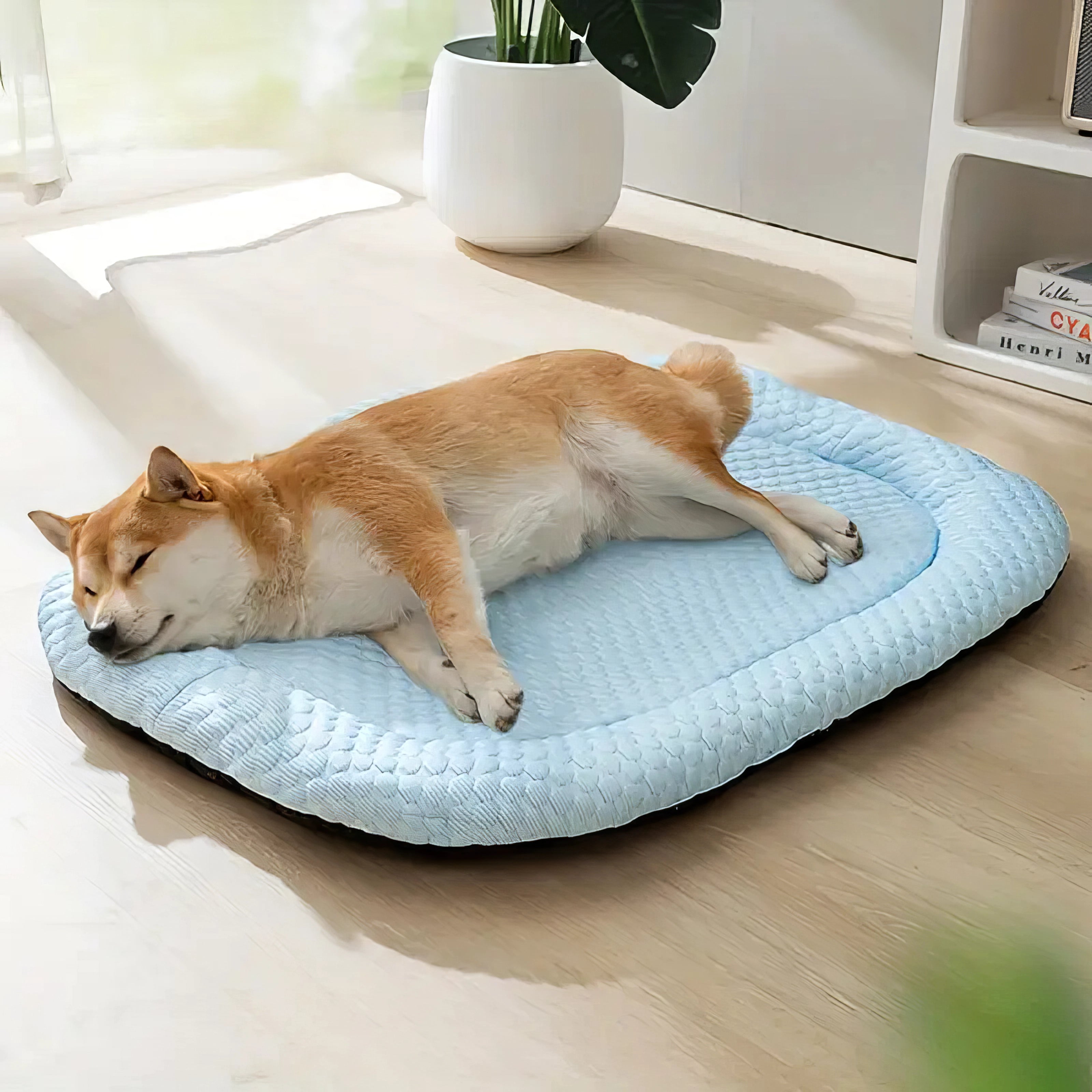 blue dog bed